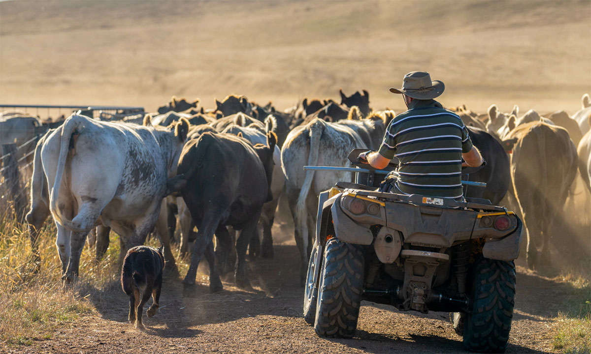 How Your Easter Show Visit Supports NSW Farmers